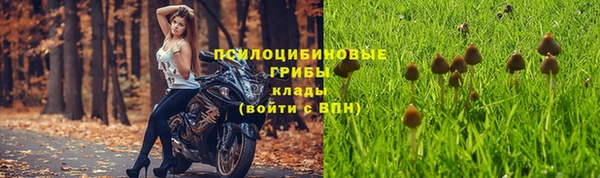 шишки Абаза